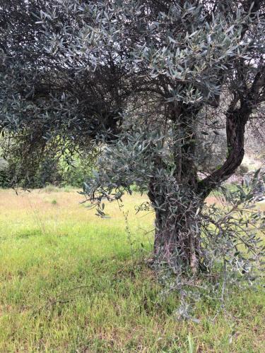 Les Garrigues Bleues