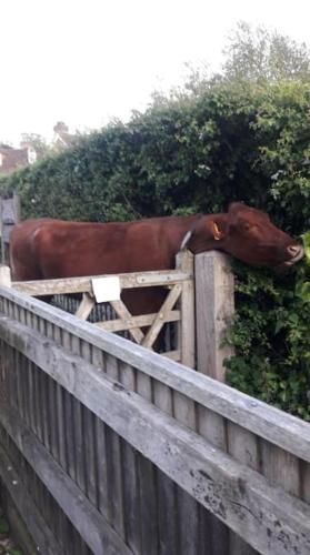 Double Room in Character Cottage With Parking, Beaulieu, New Forest in บิวลิยู