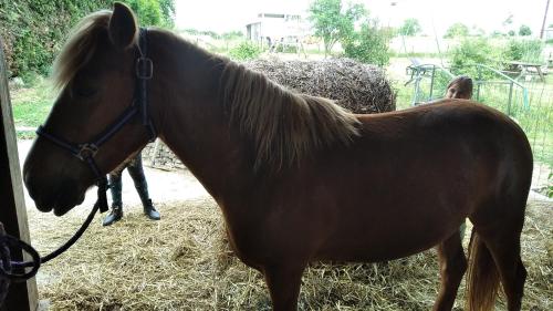 Insolite! Plusieurs Gîtes dans Ferme Equestre