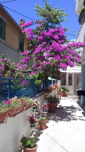 Apartments by the sea Biograd na Moru Biograd - 12747 - main image