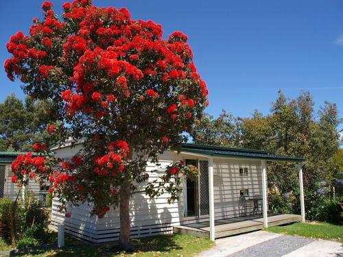 Beauty Point Tourist Park Room Type - Family Room Max 12 Years of age in Bunk 