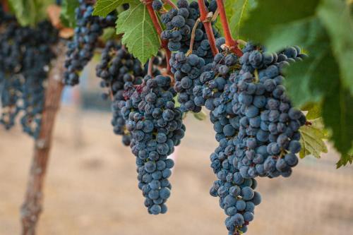 Estancias Sierravita – Valle de Guadalupe, VA