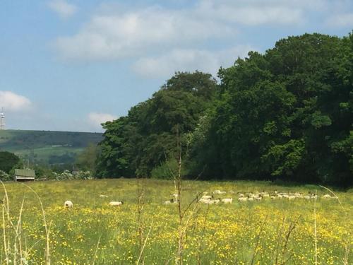 Shellow Lane Lodges