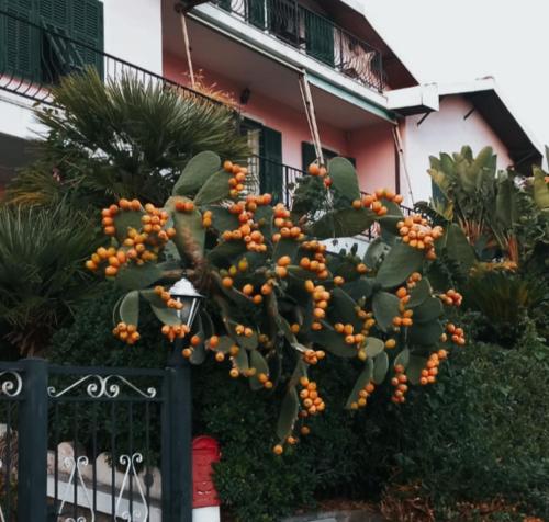  Giardino Miramare in Imperia