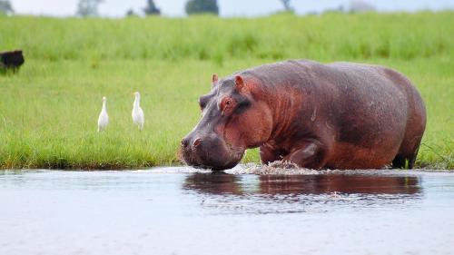 Chobe Marina Lodge