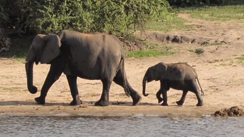 Chobe Marina Lodge