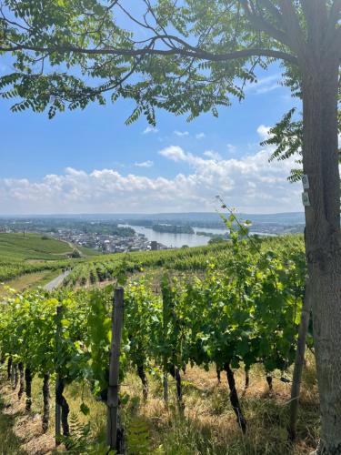 Good times in St. Goar (Mit Fahrrad-Keller)