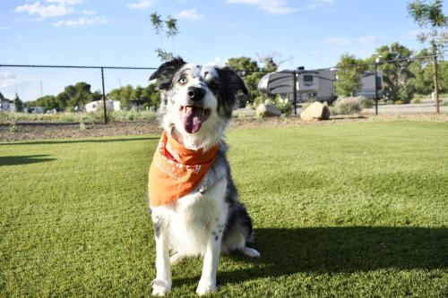 Verde Ranch RV Resort - image 7