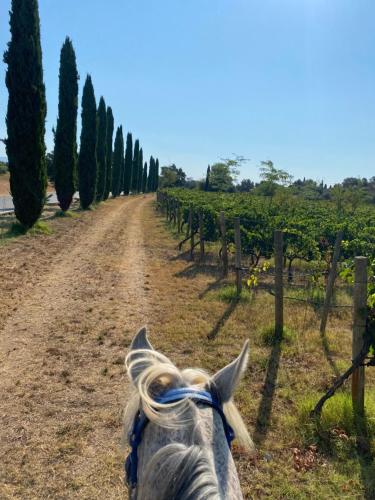 Cal Robusto, Apartament in Masía with horses