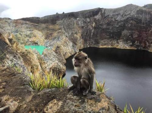Andy's Lodge Kelimutu in Ende
