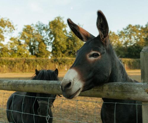 Glamping at the Retreat Wiltshire is rural bliss in 切帕咸