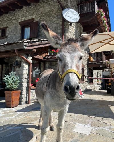 Hotel La Grange - Animal Chic Hotel - Courmayeur