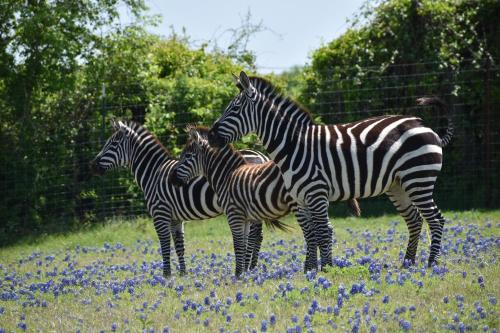 387001520 Blue Hills Ranch