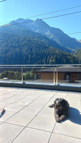 Apart Sopherl - Apartment - Pettneu am Arlberg