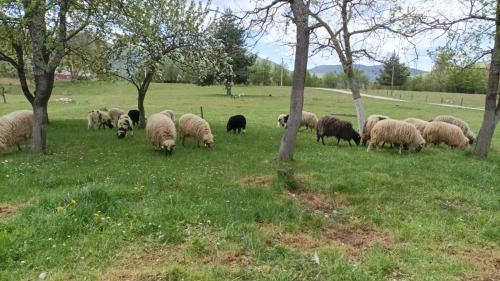  Guest house Antonela in Smoljanac