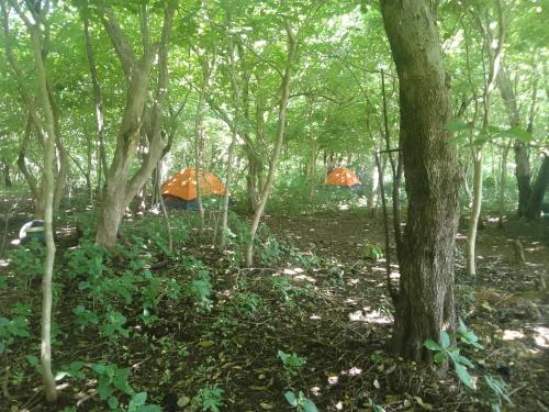 花园, El Pirata Caracol in 托拉