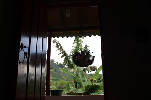 Caficultur -Alojamiento Rural in Buenavista (Quindio)