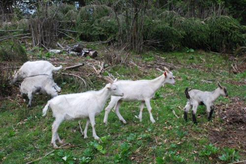 Farm Stay Dolinar Krainer - image 3
