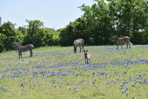 387817418 Blue Hills Ranch