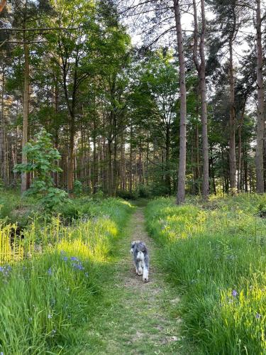 Hollicarrs - Dragonfly Lodge Hollicarrs - Dragonfly Lodge