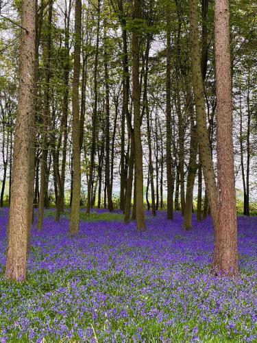 Hollicarrs - Dragonfly Lodge Hollicarrs - Dragonfly Lodge