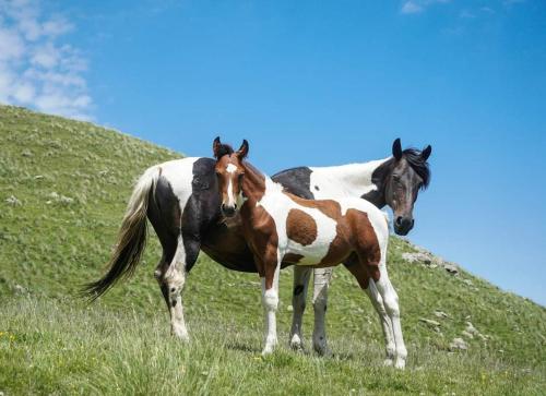 mariami, Kazbegi (foto 2)