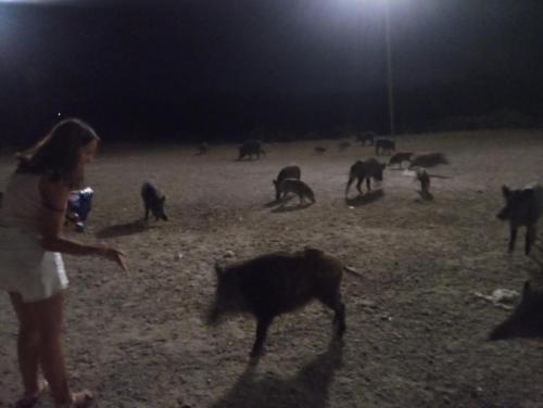  Casa vacanze Claudia a Torre del lago Puccini, Ferienwohnung in Torre del Lago Puccini