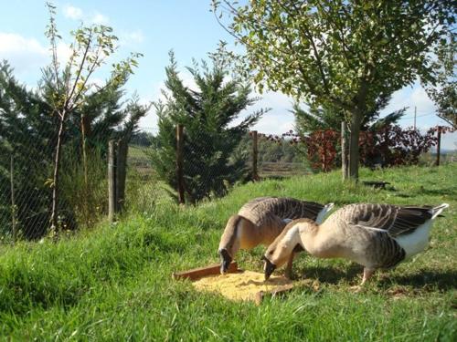 Al Giardino Degli Etruschi