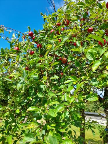 apartment on the first floor of the house in สกีน