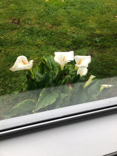 Inglewood shared Home BNB in Inglewood