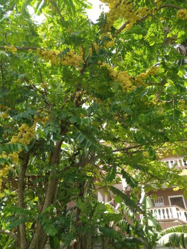 Garden, Spiceisle Mint Tiny Living in The Lime