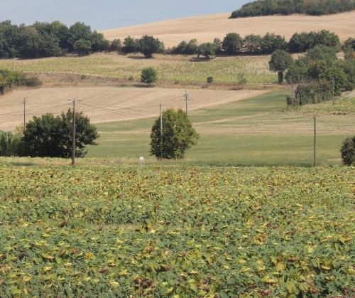 Les treilles d'en Peyre