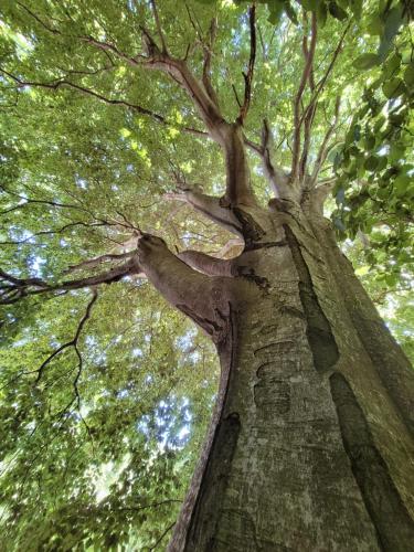 Grande Tente Tipi en pleine forêt