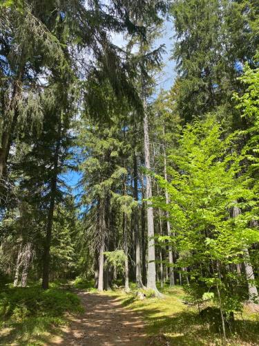 Penzion U Zlatého srnce (Penzion U Zlateho srnce) in 簡妮