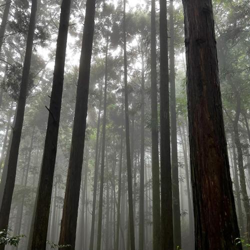 후쿠오카 The Suite Forest FUKUOKA DAZAIFU -TOBARI- 1日1組限定の貸別荘 大型犬ペット可 (The Suite Forest FUKUOKA DAZAIFU -TOBARI- 1日1組限定の貸別荘 大型犬ペット可) 4성급 싱글룸 레스토랑