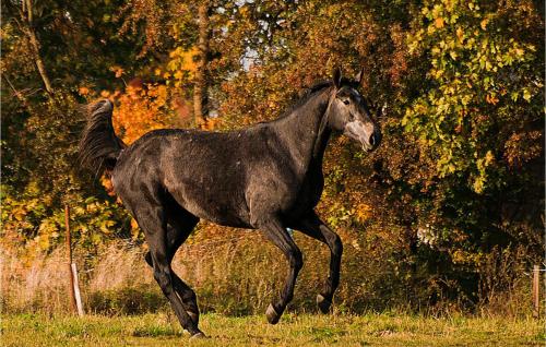 Holiday home Wolin Unin - main image