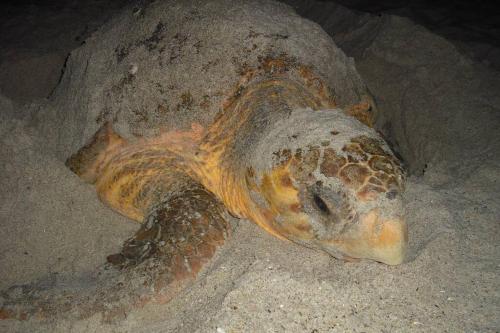 Melbourne Beach Ocean Front house on 1.2 acres Melbourne Beach Ocean Front house on 1.2 acres