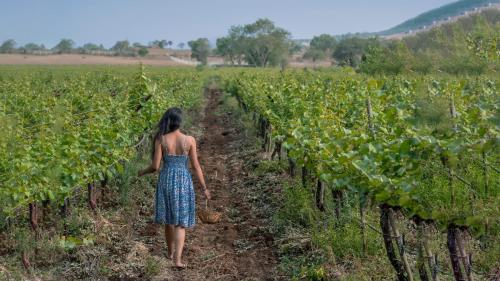 SaffronStays Onellaa, Nashik - infinity pool villa surrounded by a vineyard