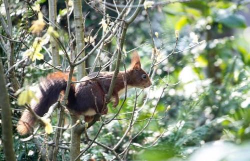  Knus boshuisje middenin de natuur in Doldersum