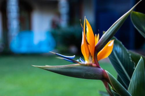 Colibrí Turquesa in Tepoztlán, Mexico