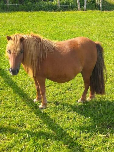 Domaine de la Dune Gite entre Terre et Mer in Saint Martin De Varreville