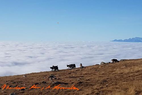 Dolomiten View - South Tyrol