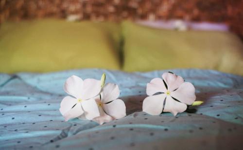 SAME SAME Bungalows - ECO Friendly Room Type - Double Room with Garden View