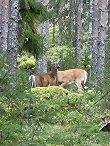 Ellivuori Suite with Sauna and Balcony Ellivuori Suite with Sauna and Balcony