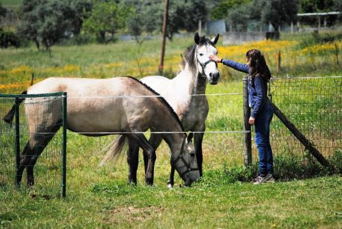 Monte Lusitano Calmaria