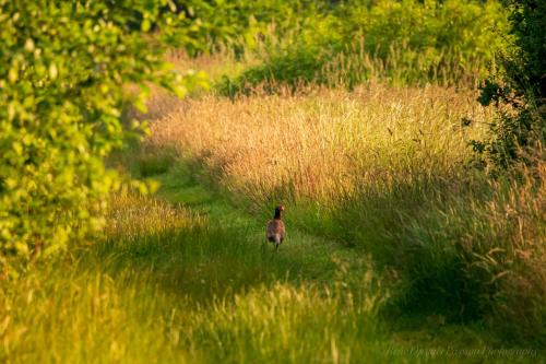 Slaaphutje BuitenWedde Westerwolde