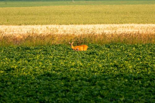 Slaaphutje BuitenWedde Westerwolde