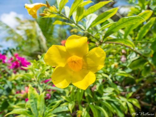 Résidence Villas Les Hibiscus