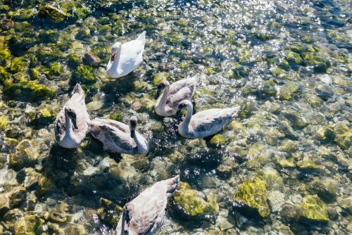 Hotel Orione - image 12