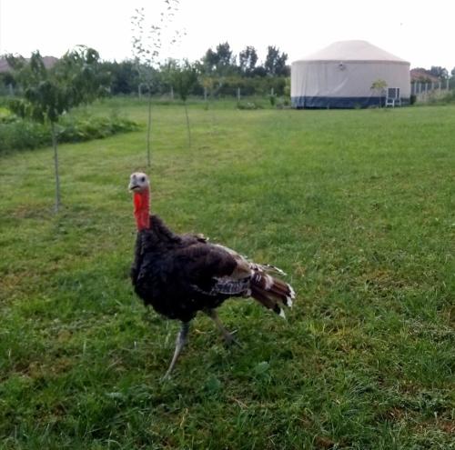 Jurtafarm Ráckeve - a nomád luxus Jurtafarm Ráckeve - a nomád luxus